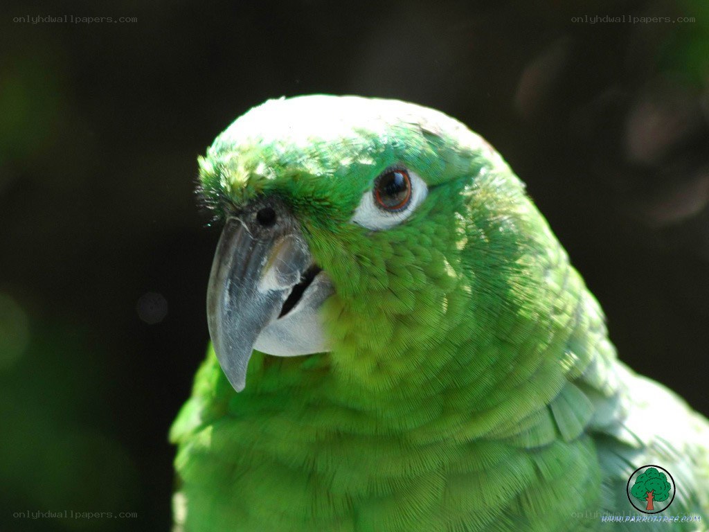 green parrot close-up