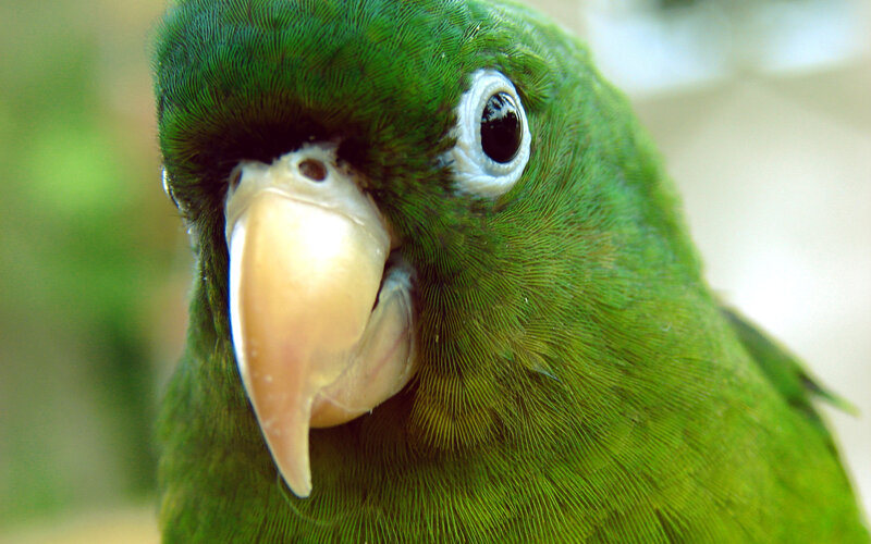 Green Parrot Close-up — Curious