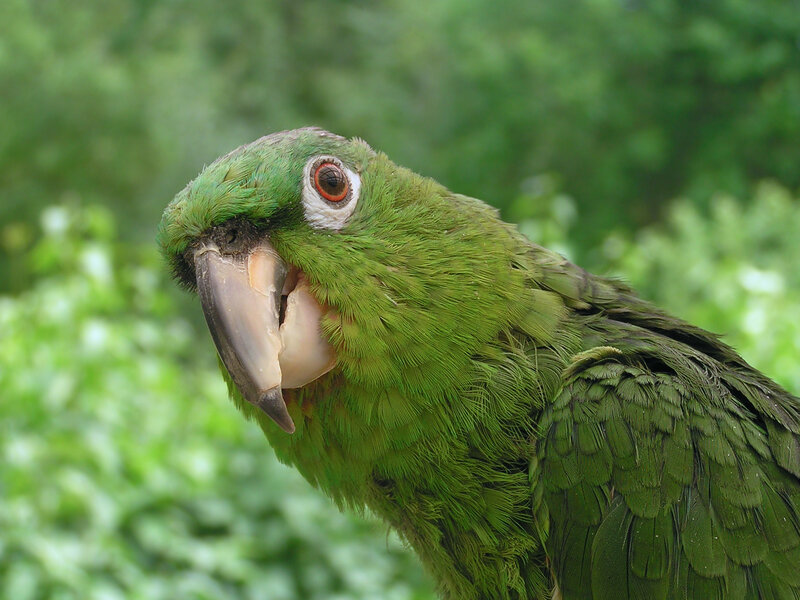 green parrot close-up