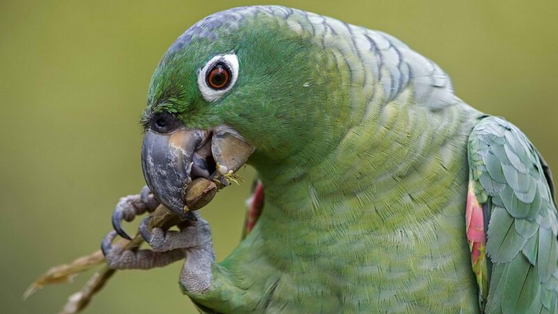 green parrot eating a nut