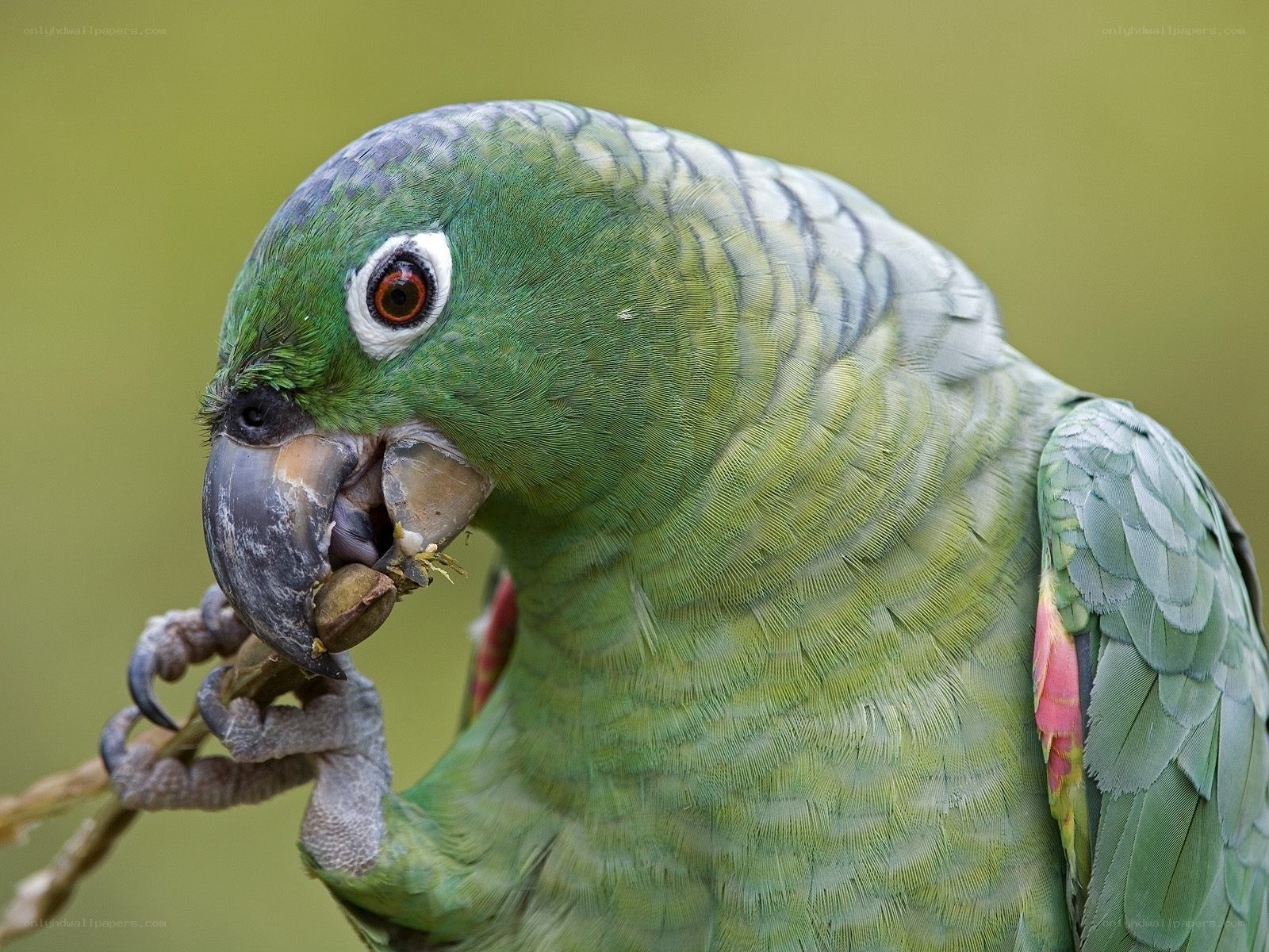 Green parrot eating a nut