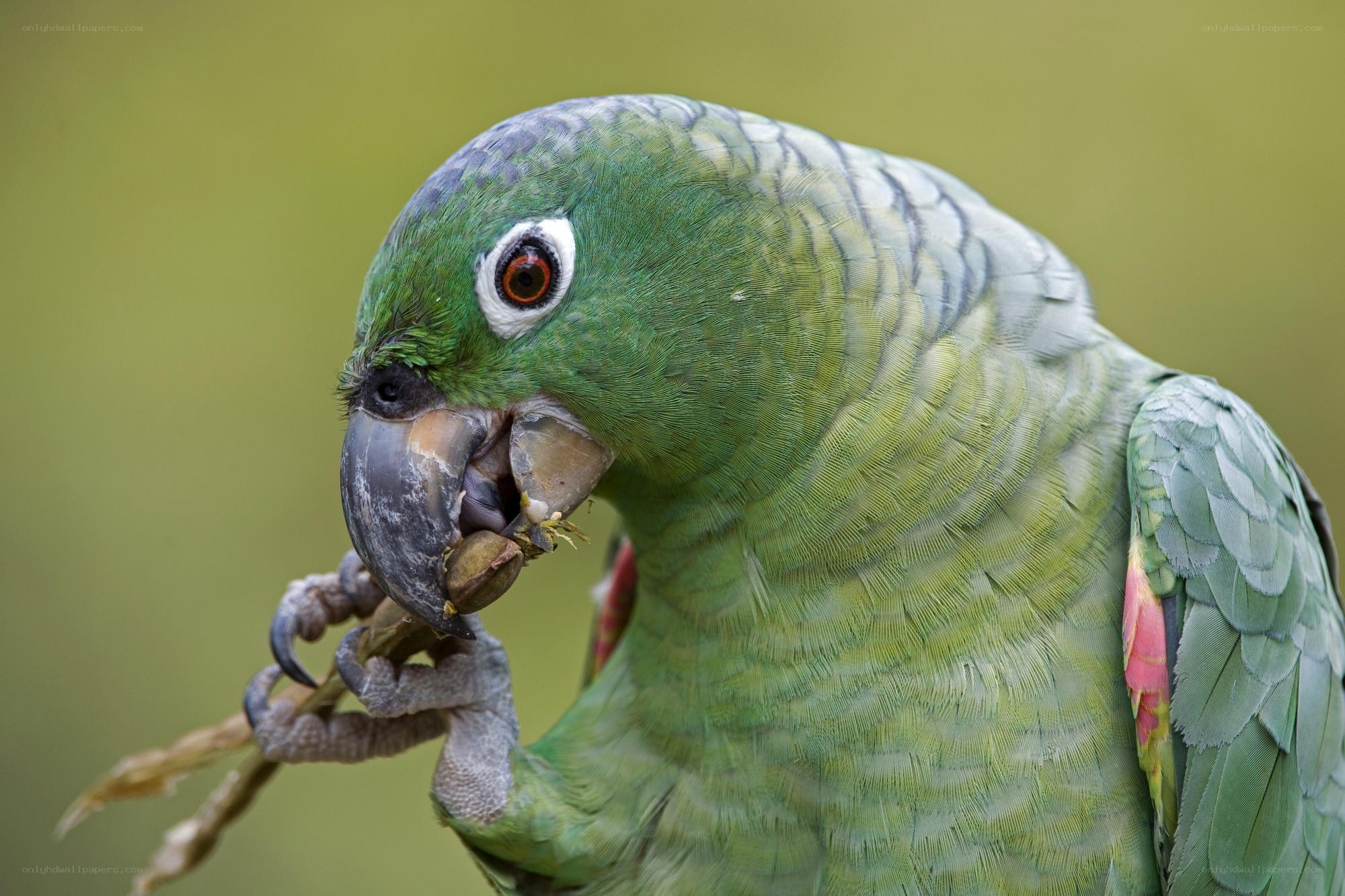 green parrot eating a seed