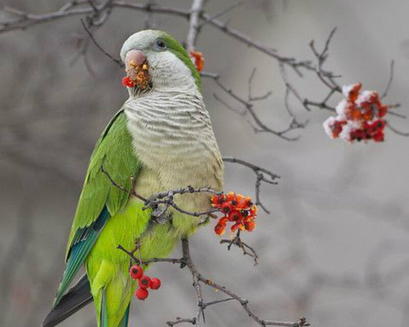 Green Parrot Eating Berries — Calm