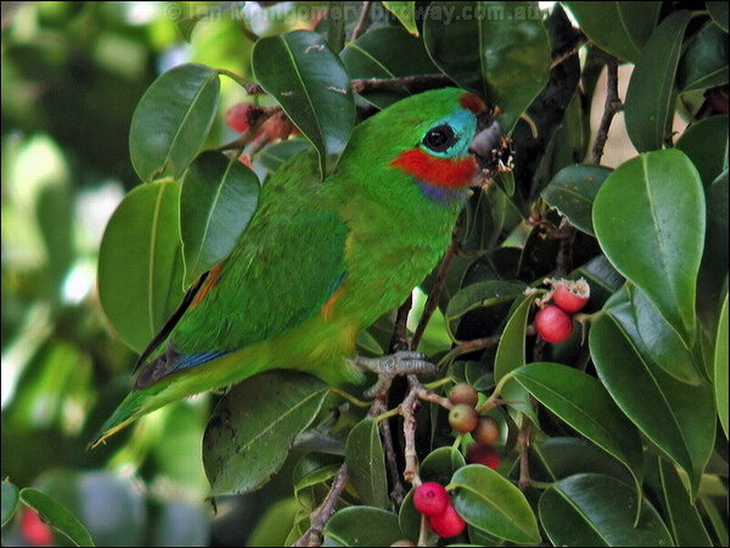Green Parrot Eating Berries