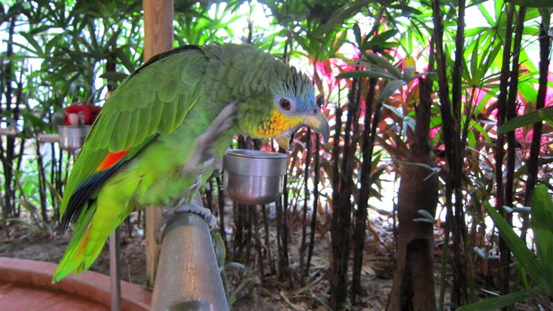 Green Parrot Eating — Calm