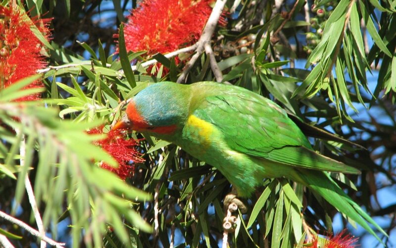 Green Parrot Eating Flower