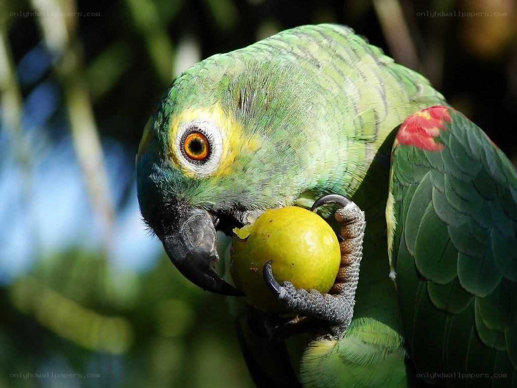 green parrot eating fruit