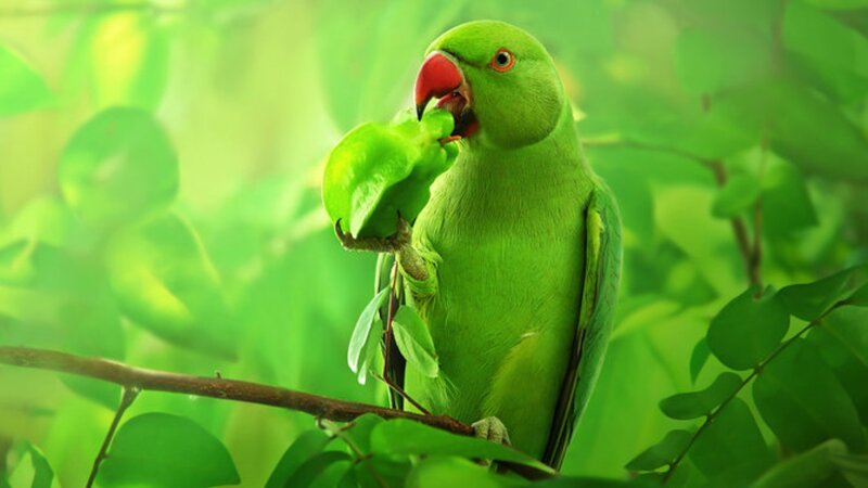 Green Parrot Eating Fruit — Serene