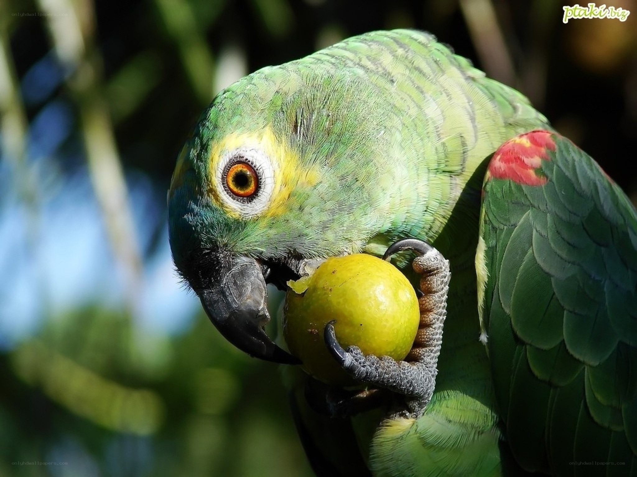 Green parrot eating fruit