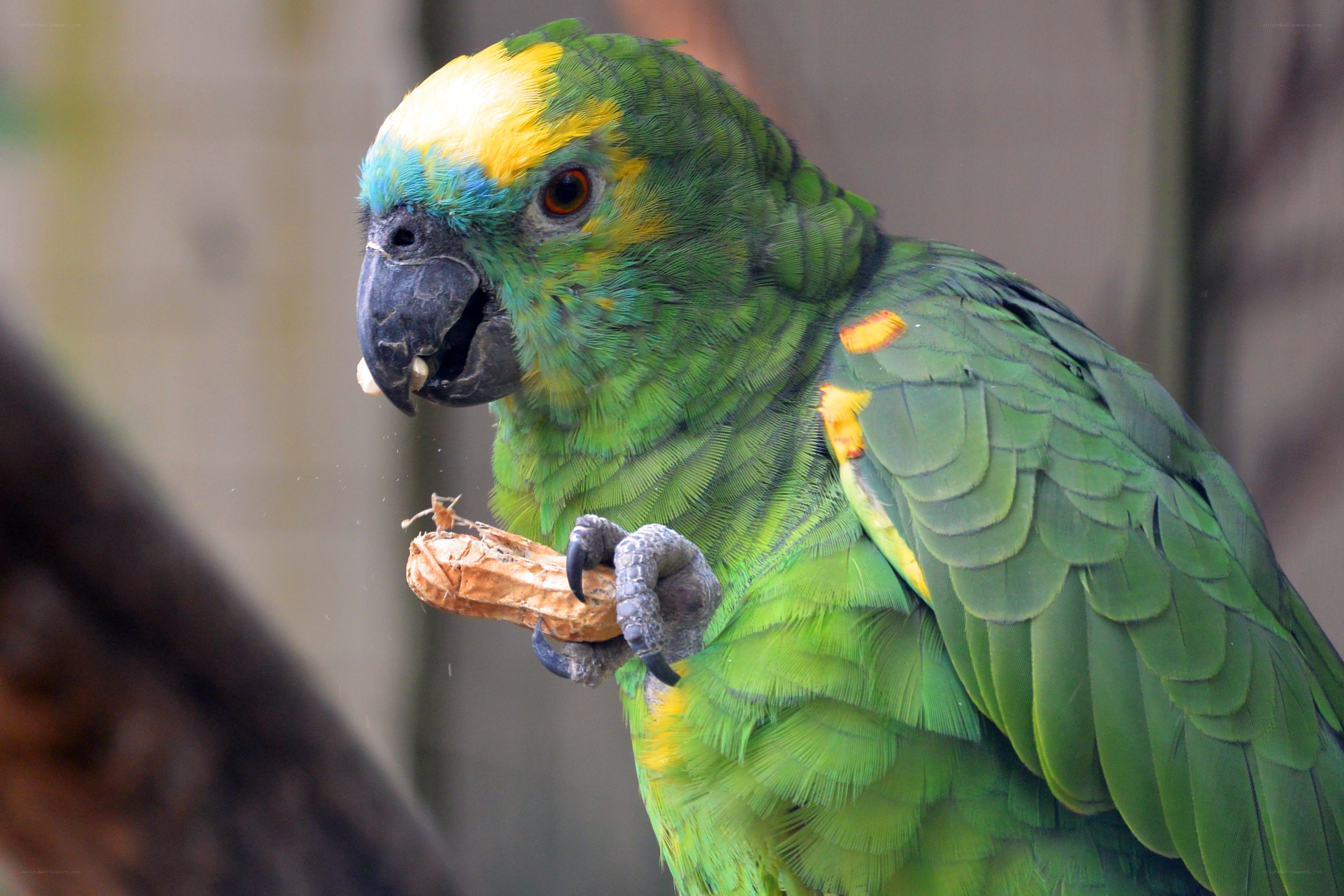 Green parrot eating peanut