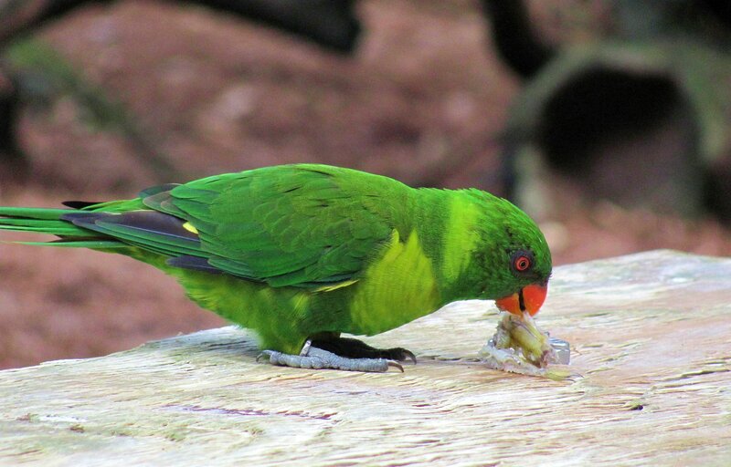 Green Parrot Eating