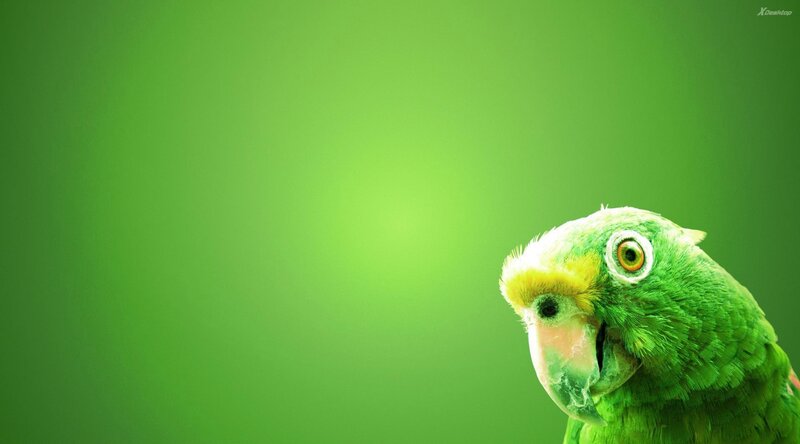 Green Parrot Head — Calm, Photograph, Bird, Eye