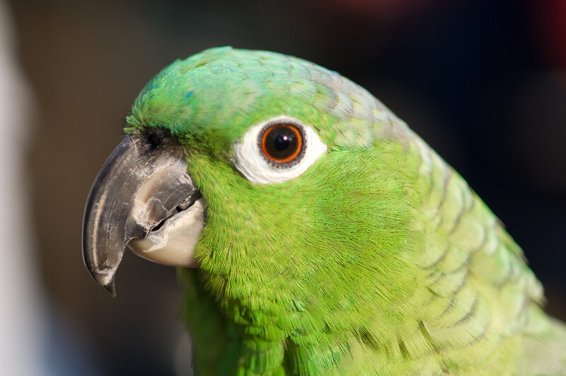 Green Parrot Head — Calm