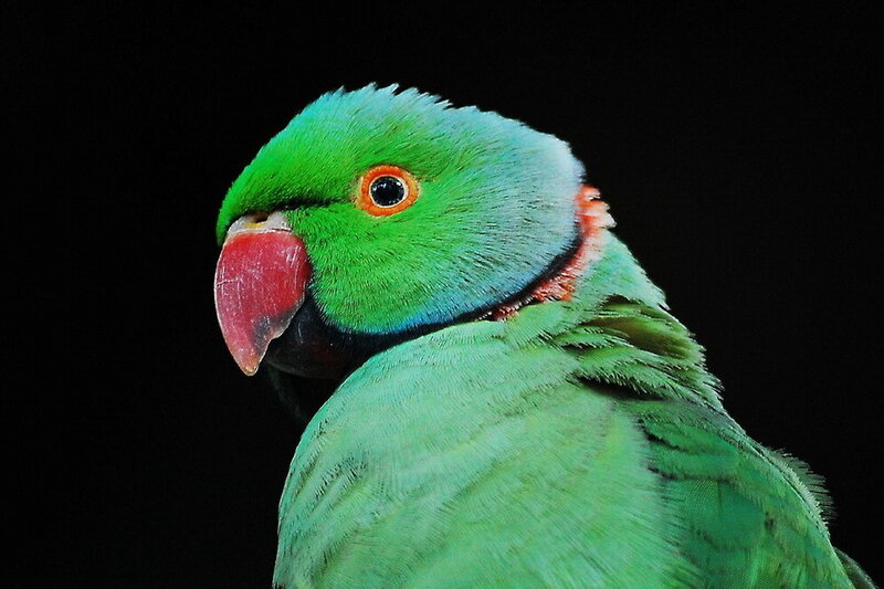 Green Parrot Head
