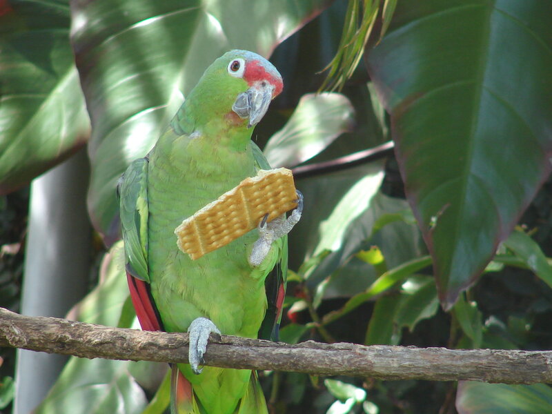 Green Parrot Holding Cracker
