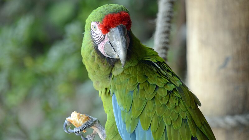 Green Parrot Holding Food