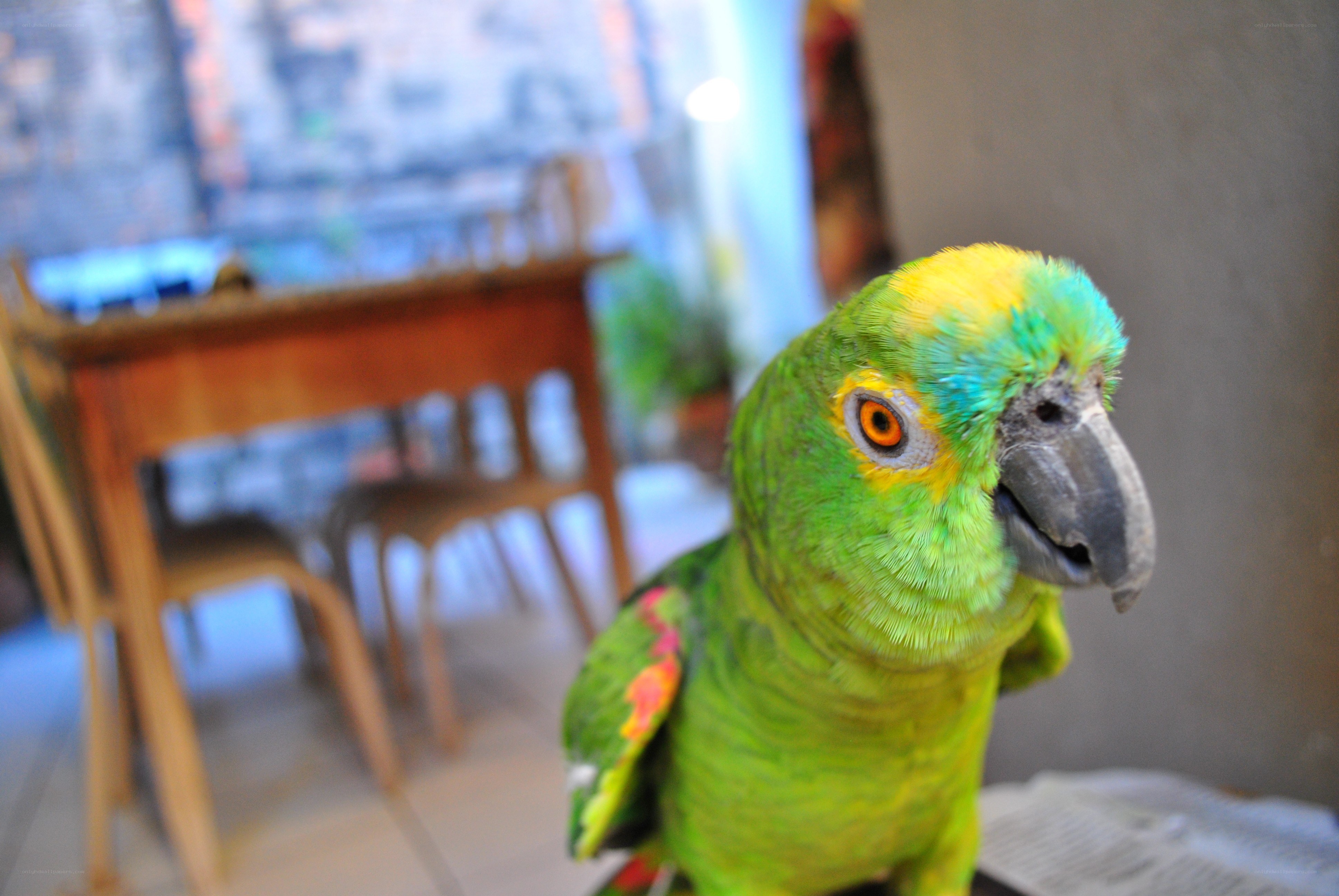 green parrot in a room