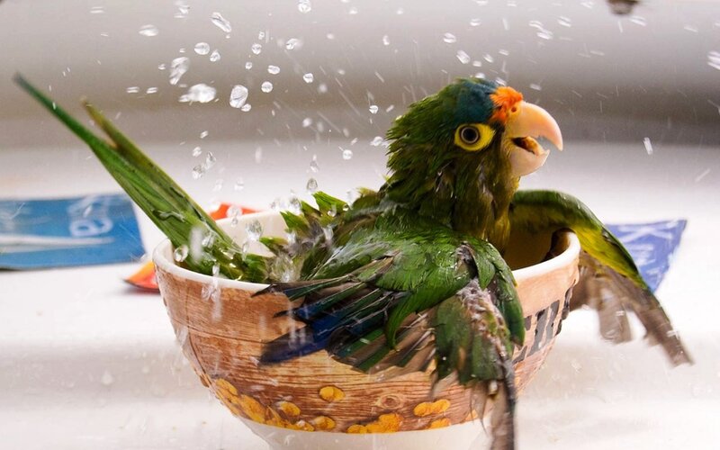 Green Parrot in Bowl — Playful, Photograph, Water
