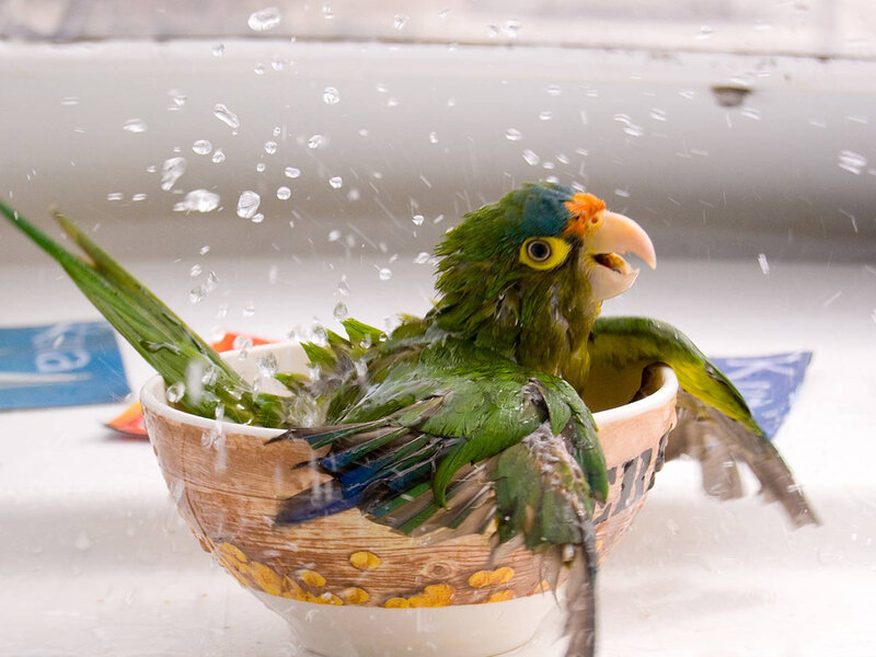 Green Parrot in Bowl — Playful
