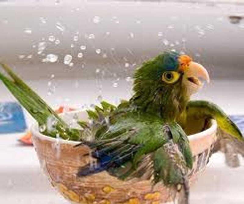 Green Parrot in Bowl