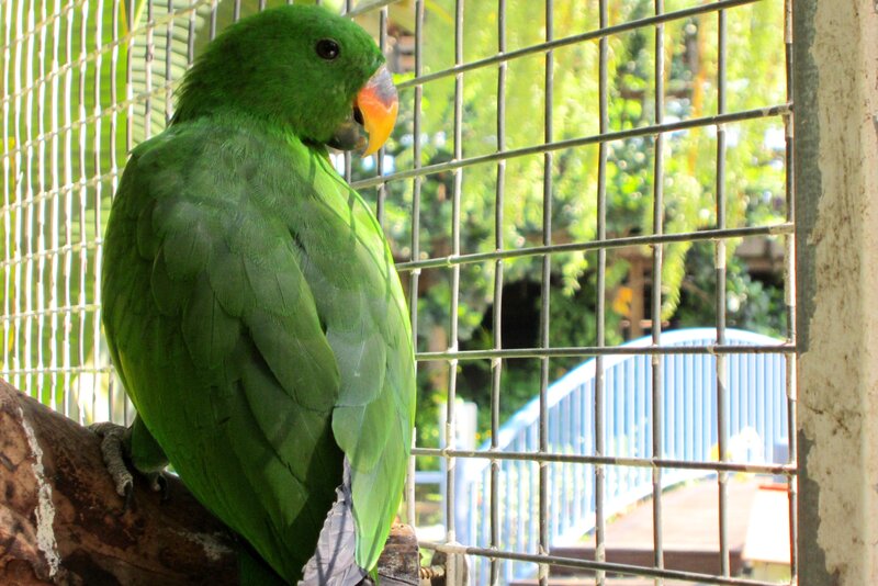 Green Parrot in Cage — Calm, Afternoon