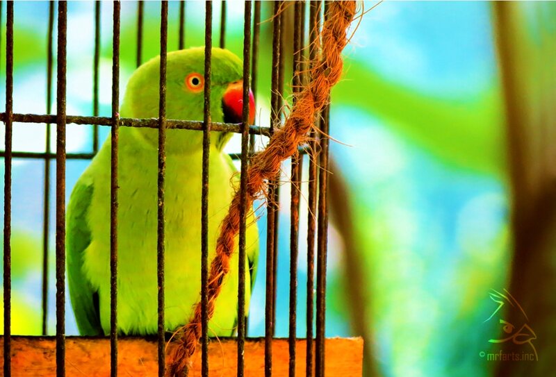 Green Parrot in Cage — Calm, Photograph