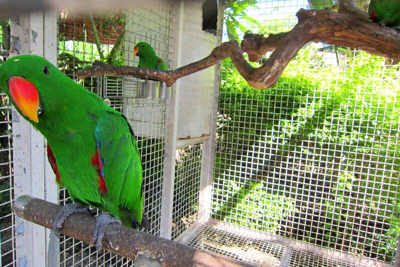 Green Parrot in Cage — Calm