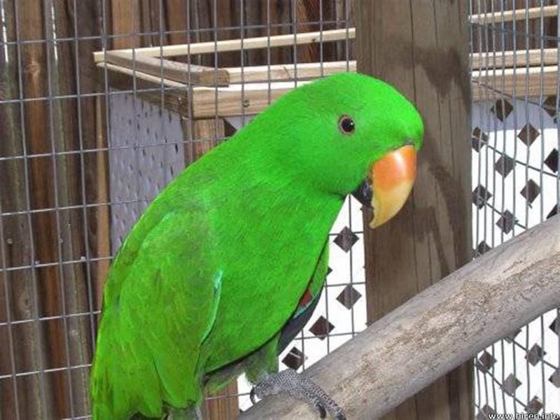 Green Parrot in Cage — Neutral