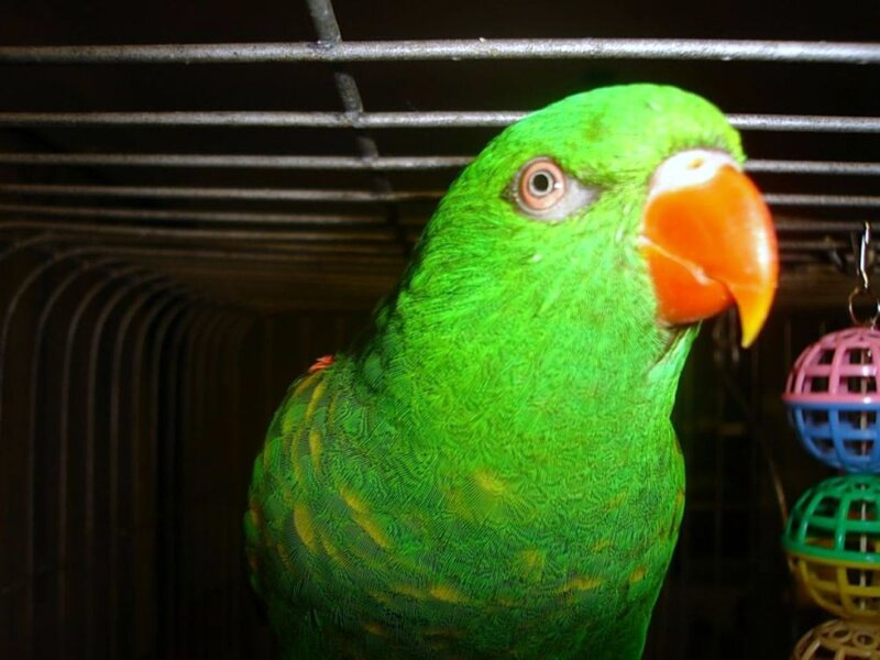 Green Parrot in Cage