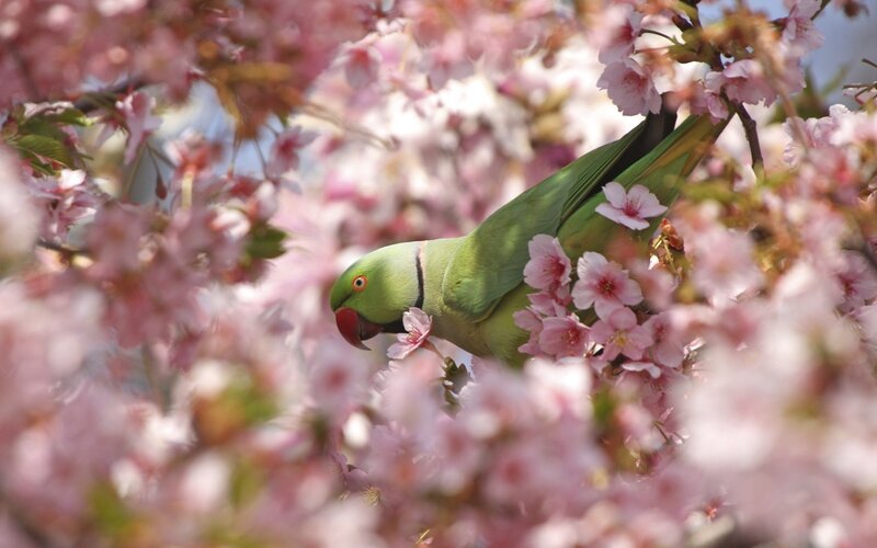 Green Parrot in Cherry Blossoms