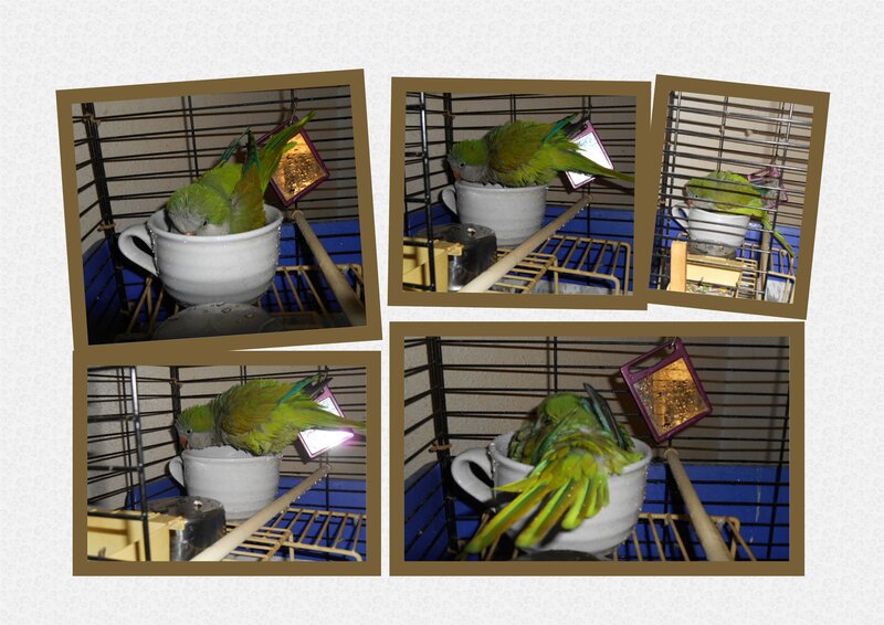 Green Parrot in Cup