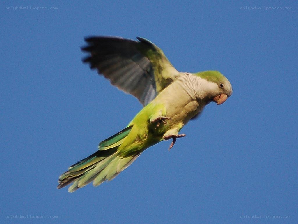 green parrot in flight