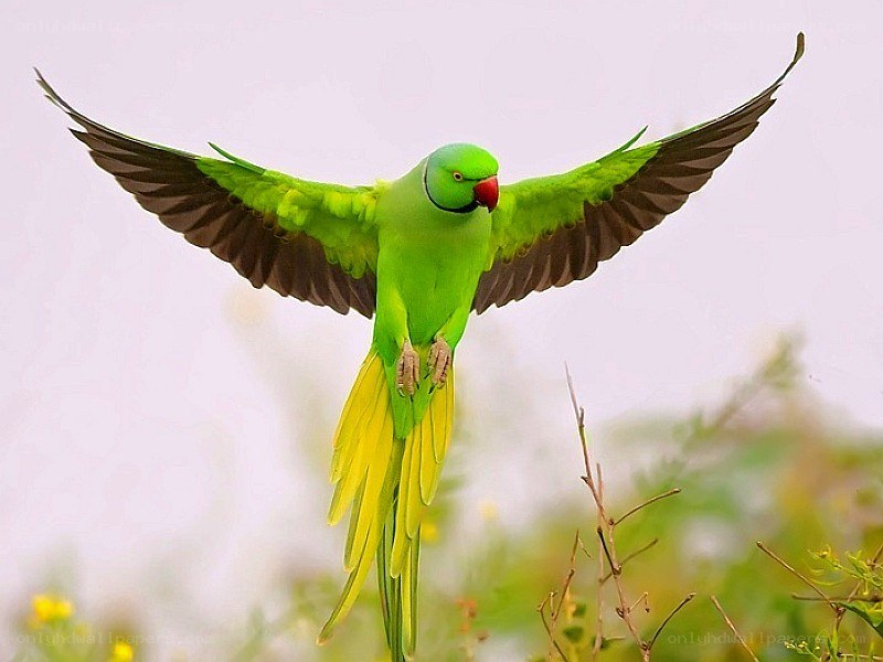 green parrot in flight