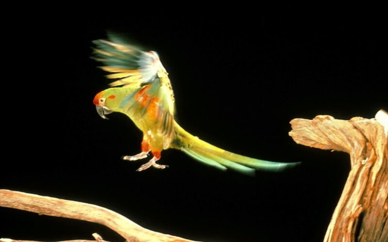 Green Parrot in Flight — Dramatic