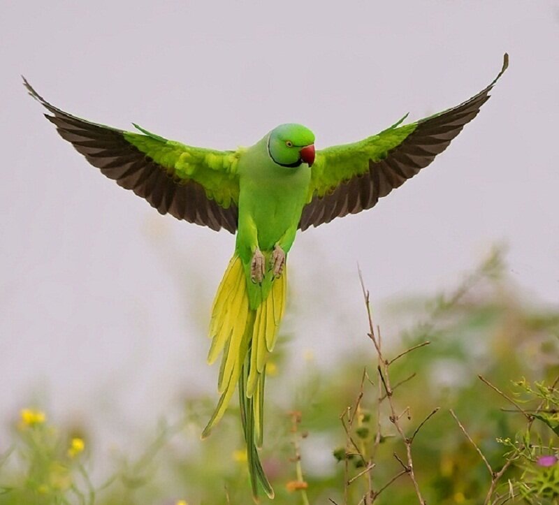 Green Parrot in Flight — Dynamic, Photograph