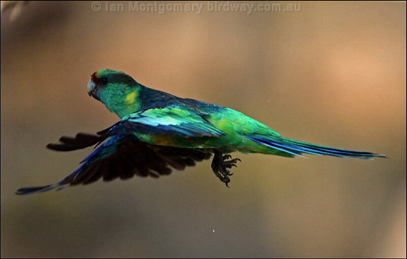 Green Parrot in Flight — Dynamic, Sunset
