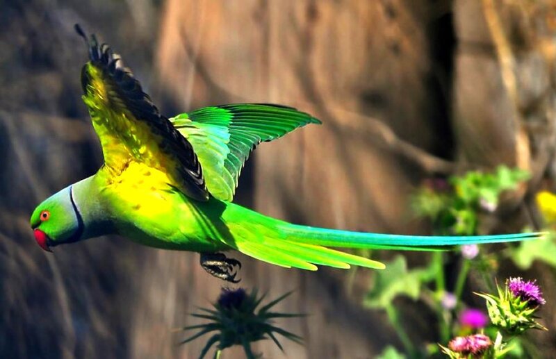 Green Parrot in Flight — Dynamic