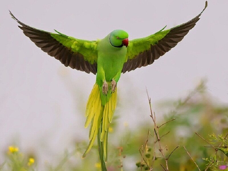 Green Parrot in Flight — Natural