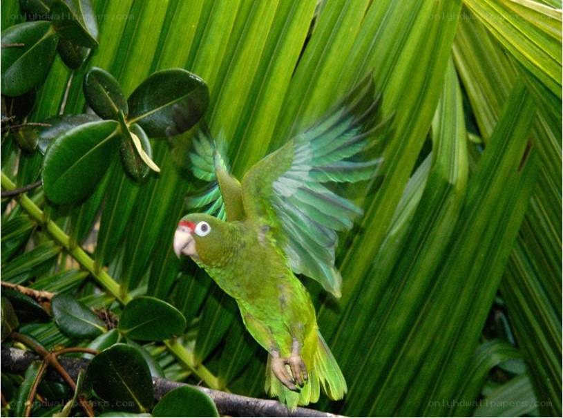 Green parrot in flight