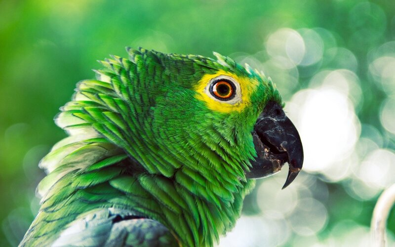 Green Parrot in Forest