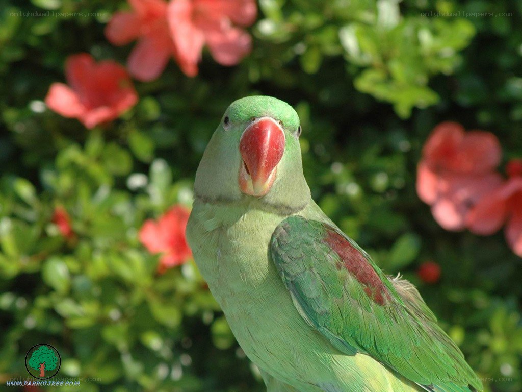 green parrot in garden