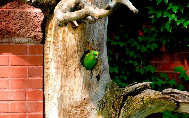 green parrot in tree hollow