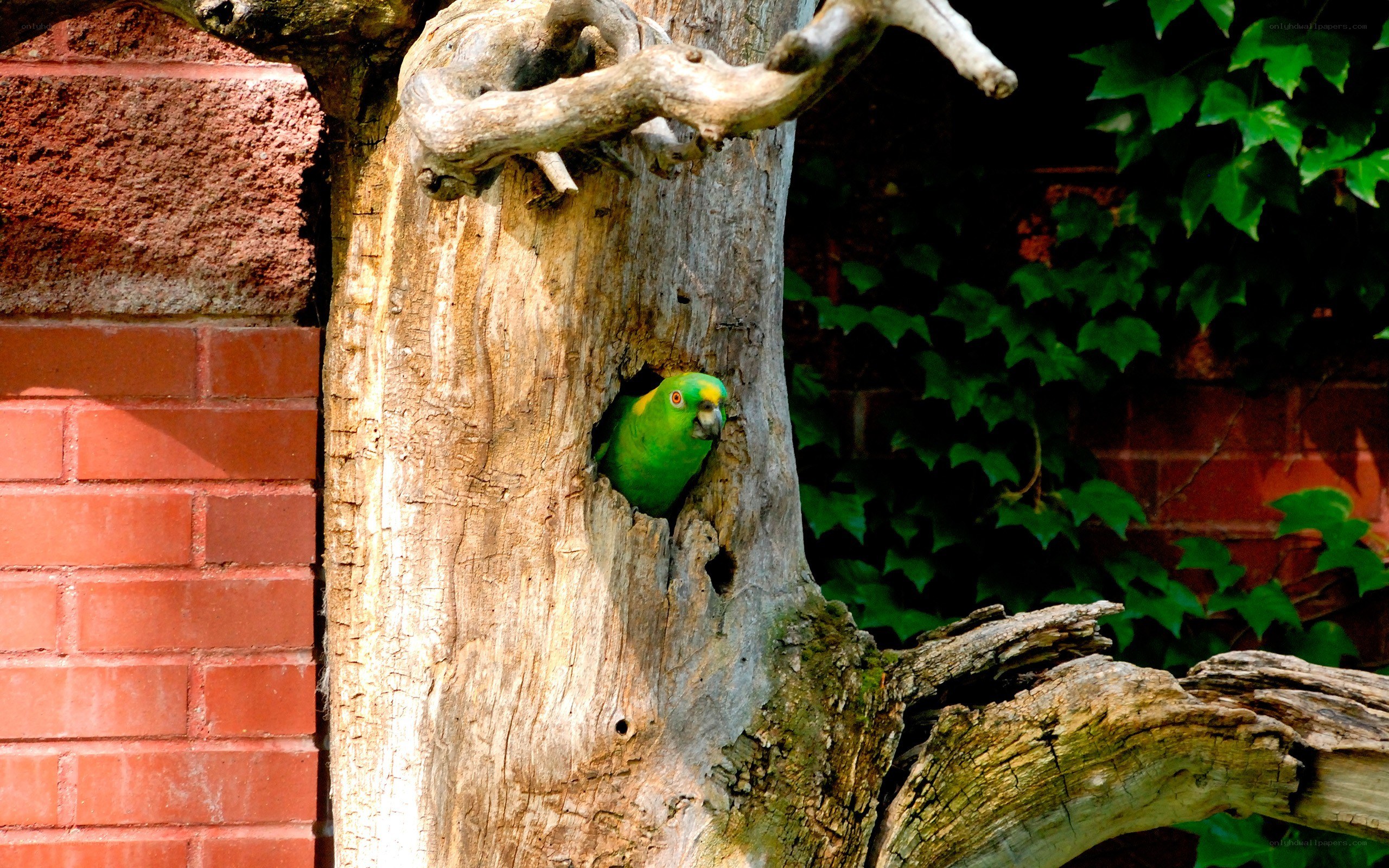 green parrot in tree hollow
