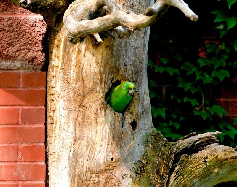 Green Parrot in Tree — Natural, Afternoon