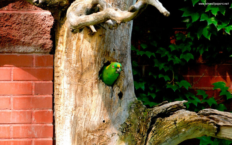 Green Parrot in Tree — Natural