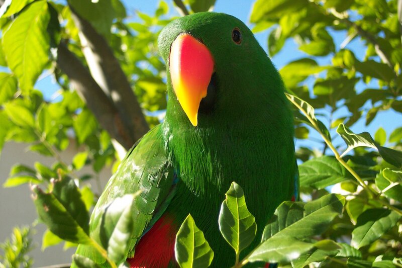 green parrot in tree