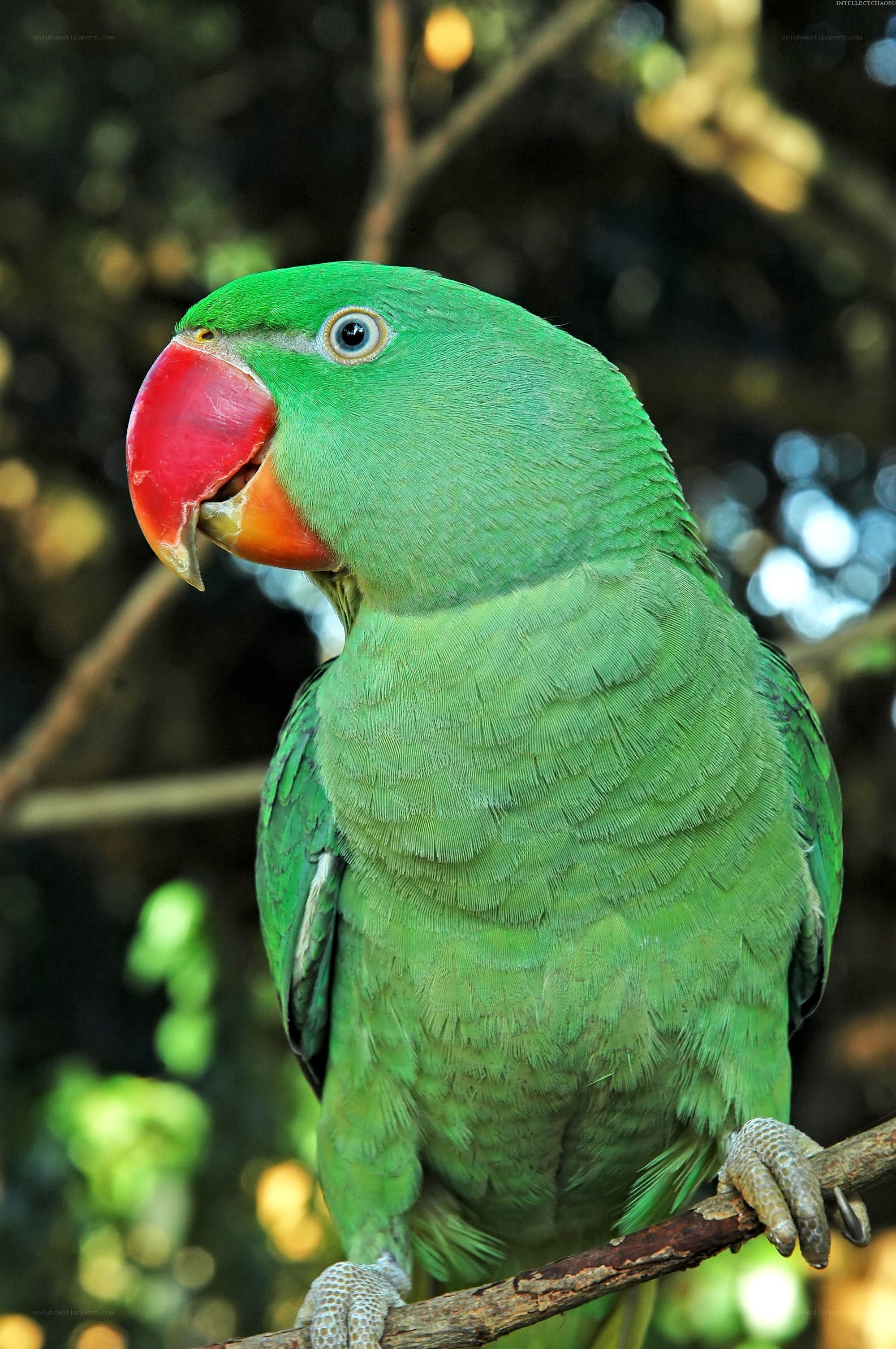 green parrot on a branch