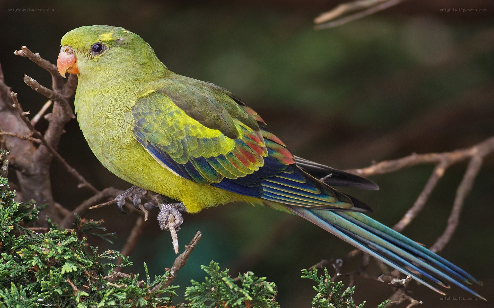 green parrot on a branch