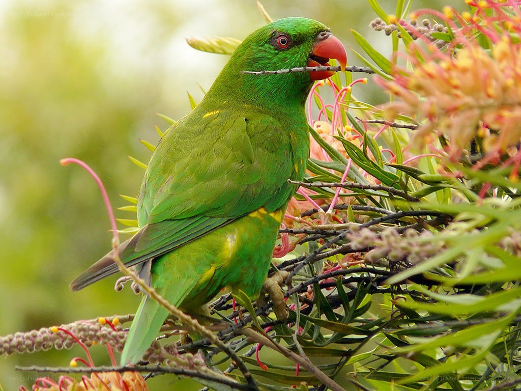 Green parrot on a branch