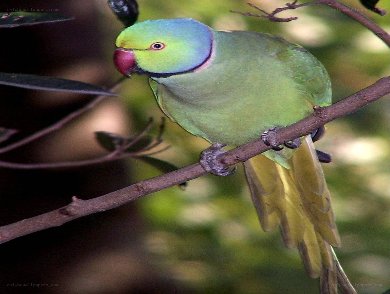 green parrot on a branch